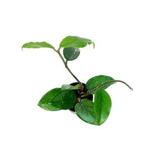 Load image into Gallery viewer, Hoya, 2.75in, Wat Doi Toung