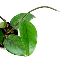 Load image into Gallery viewer, Hoya, 2.75in, Wat Doi Toung