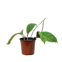 Load image into Gallery viewer, Hoya, 4in, Villnoides