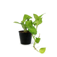 Load image into Gallery viewer, Pothos, 2.75in, Neon Joy