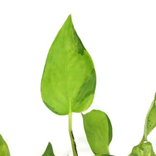 Load image into Gallery viewer, Pothos, 2.75in, Neon Joy