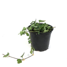 Load image into Gallery viewer, String of Hearts, 4in, Ceropegia woodii, Green Lov