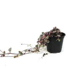 Load image into Gallery viewer, String of Hearts, 4in, Ceropegia woodii,Variegated