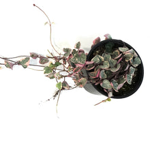 Load image into Gallery viewer, String of Hearts, 4in, Ceropegia woodii,Variegated