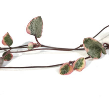 Load image into Gallery viewer, String of Hearts, 4in, Ceropegia woodii,Variegated