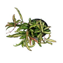 Load image into Gallery viewer, Hoya, 4in, Wayetii, Tricolour