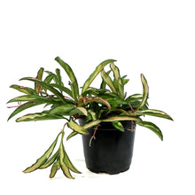 Load image into Gallery viewer, Hoya, 4in, Wayetii, Tricolour