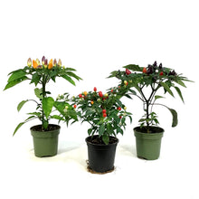 Load image into Gallery viewer, Fall Plant, 4in, Ornamental Pepper