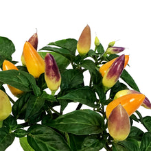 Load image into Gallery viewer, Fall Plant, 4in, Ornamental Pepper