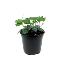 Load image into Gallery viewer, Ivy, 4in, Eniglish Shamrock
