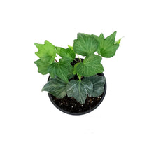 Load image into Gallery viewer, Ivy, 4in, Eniglish Shamrock