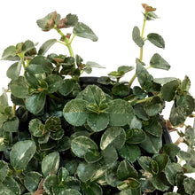 Load image into Gallery viewer, Pilea, 4in, Depressa palus