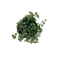 Load image into Gallery viewer, Pilea, 4in, Depressa palus