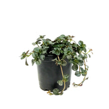 Load image into Gallery viewer, Pilea, 4in, Depressa palus