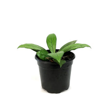 Load image into Gallery viewer, Hoya, 4in, Crassipetiolata