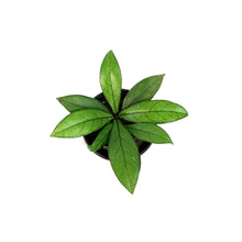 Load image into Gallery viewer, Hoya, 4in, Crassipetiolata