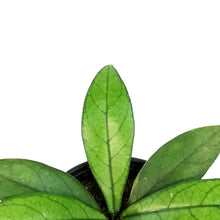 Load image into Gallery viewer, Hoya, 4in, Crassipetiolata