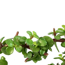 Load image into Gallery viewer, Bonsai, 4in, Jade, Heart-Shaped