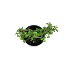 Load image into Gallery viewer, Bonsai, 4in, Jade, Heart-Shaped