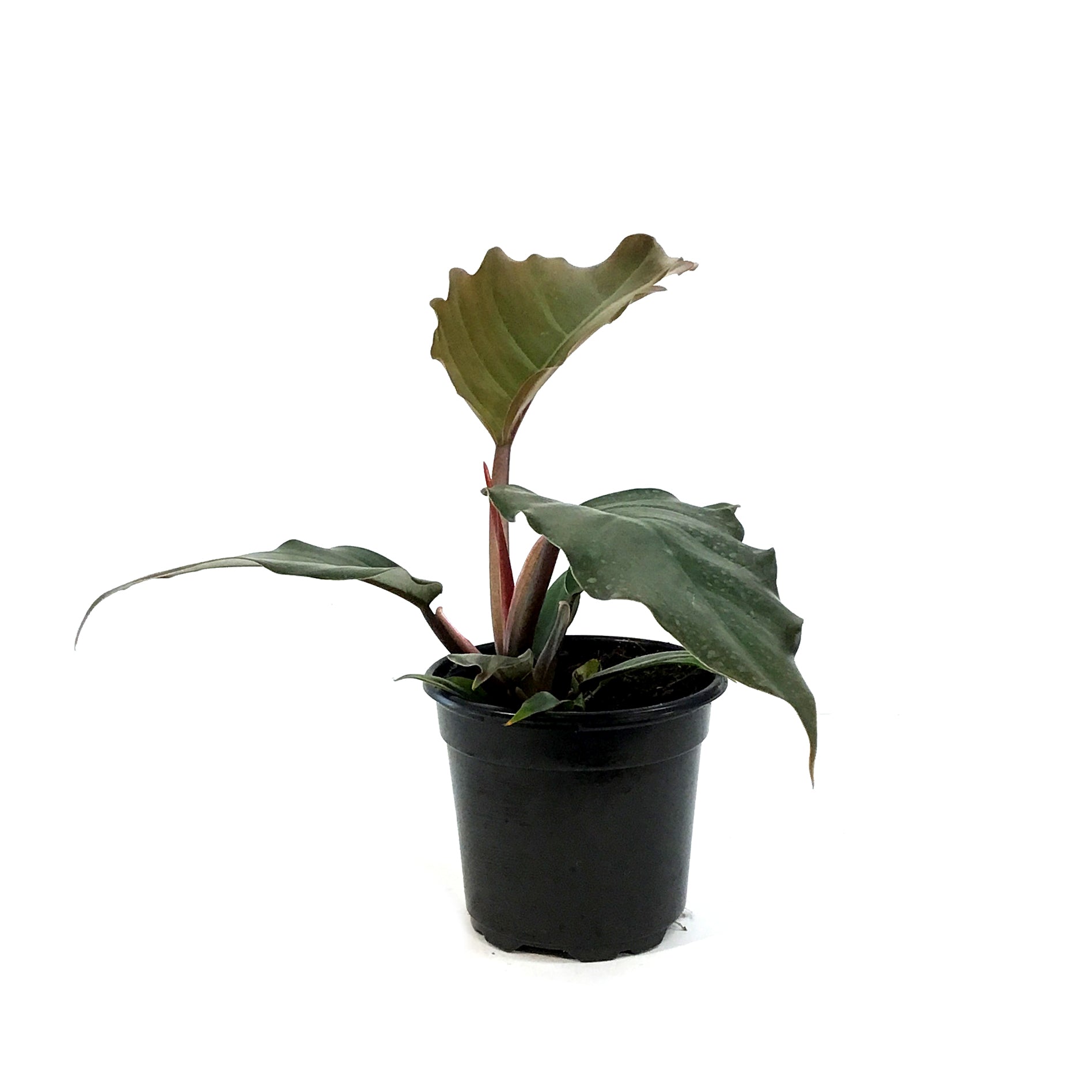 chocolate empress philodendron Philodendron, 4in, Chocolate Empress – Floral Acres Greenhouse & Garden Centre