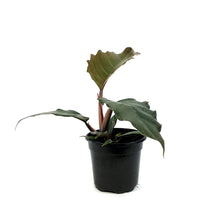 Load image into Gallery viewer, Philodendron, 4in, Chocolate Empress