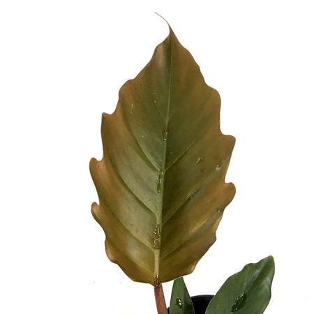 Philodendron, 4in, Chocolate Empress