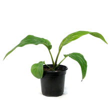 Load image into Gallery viewer, Tacca Chantieri, 4in, Black Bat Plant