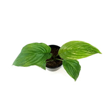 Load image into Gallery viewer, Tacca Chantieri, 4in, Black Bat Plant