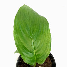 Load image into Gallery viewer, Tacca Chantieri, 4in, Black Bat Plant