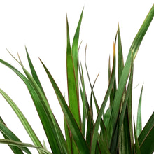 Load image into Gallery viewer, Dracaena, 4in, Marginata