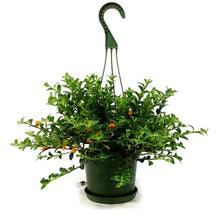 Load image into Gallery viewer, Goldfish Plant, 4.5in Hanging Basket