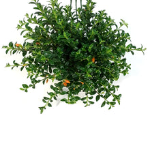 Load image into Gallery viewer, Goldfish Plant, 4.5in Hanging Basket