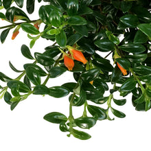Load image into Gallery viewer, Goldfish Plant, 4.5in Hanging Basket