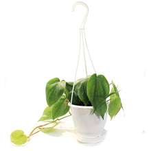 Load image into Gallery viewer, Philodendron, 4.5in HB, Cordatum