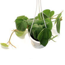 Load image into Gallery viewer, Philodendron, 4.5in HB, Cordatum