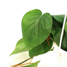 Load image into Gallery viewer, Philodendron, 4.5in HB, Cordatum