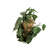 Load image into Gallery viewer, Epipremnum Pinnatum, 6in , Cebu Totem