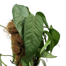 Load image into Gallery viewer, Epipremnum Pinnatum, 6in , Cebu Totem