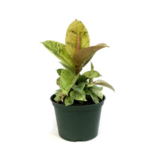 Load image into Gallery viewer, Ficus, 6in, Shivereana