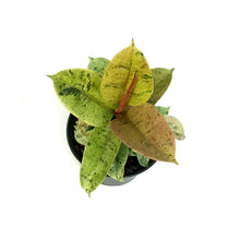 Load image into Gallery viewer, Ficus, 6in, Shivereana