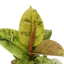 Load image into Gallery viewer, Ficus, 6in, Shivereana