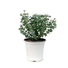 Load image into Gallery viewer, Eucalyptus, 6in, Silver Dollar