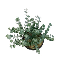 Load image into Gallery viewer, Eucalyptus, 6in, Silver Dollar