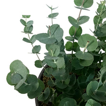 Load image into Gallery viewer, Eucalyptus, 6in, Silver Dollar