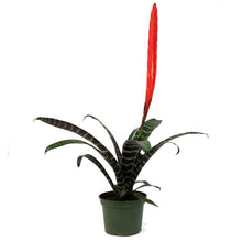 Load image into Gallery viewer, Bromeliad, 6in, Vriesea Espada