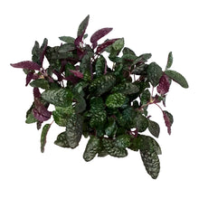 Load image into Gallery viewer, Waffle Plant, 6in,