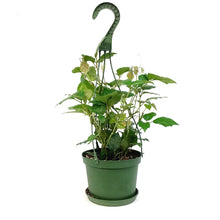 Load image into Gallery viewer, Ivy, 6in, Grape,