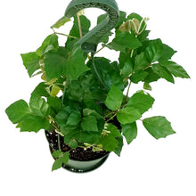 Load image into Gallery viewer, Ivy, 6in, Grape,