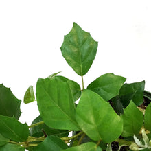 Load image into Gallery viewer, Ivy, 6in, Grape,