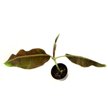 Load image into Gallery viewer, Banana, 8in, Siam Ruby
